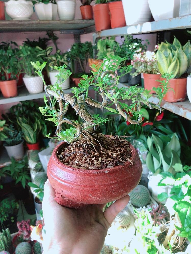 Chậu Cây Cần Thăng Bonsai