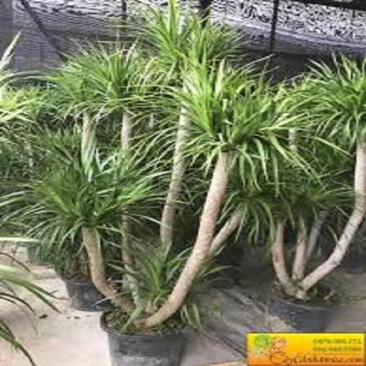 CHẬU CÂY PHÁT TÀI NÚI SIÊU ĐẸP