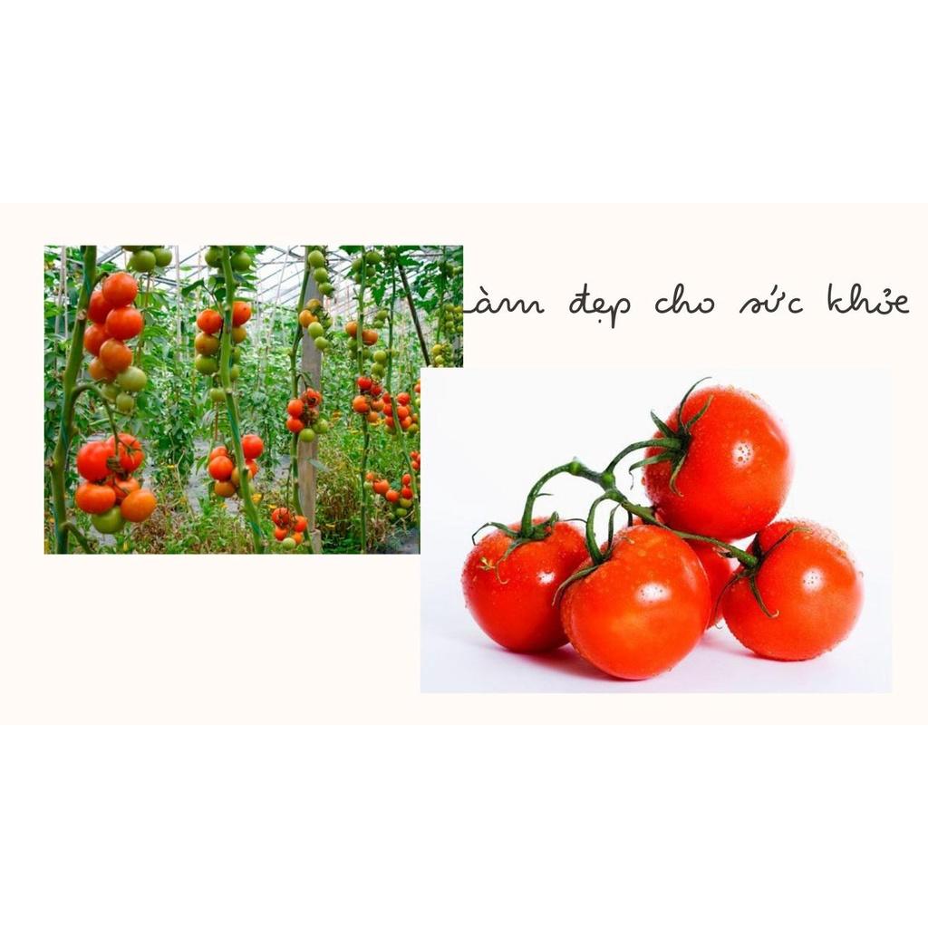 HẠT GIỐNG CÀ CHUA VÔ HẠN GÓI 0,5G - TỶ LỆ NẢY MẦM CAO, NHANH THU HOẠCH