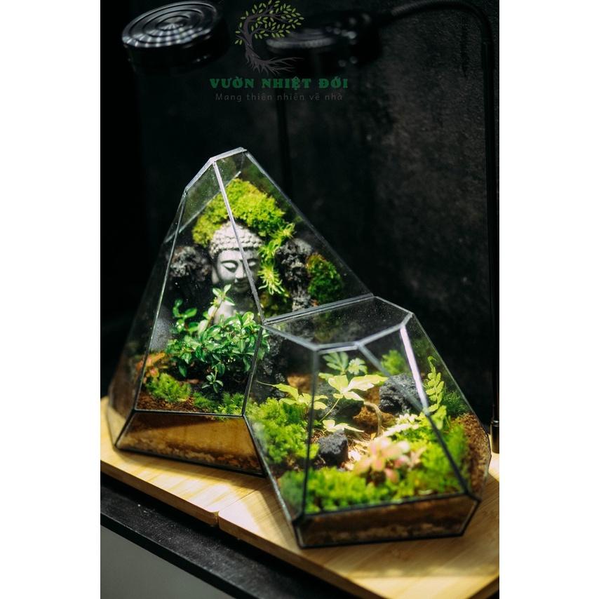 Bể Terrarium Đa Giác Setup Bán Cạn Để Bàn Làm Việc