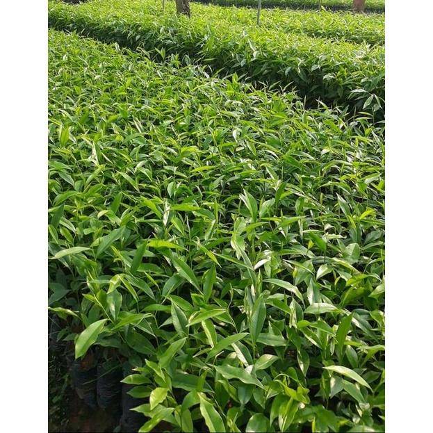 Cây giống trầm hương.gió bầu