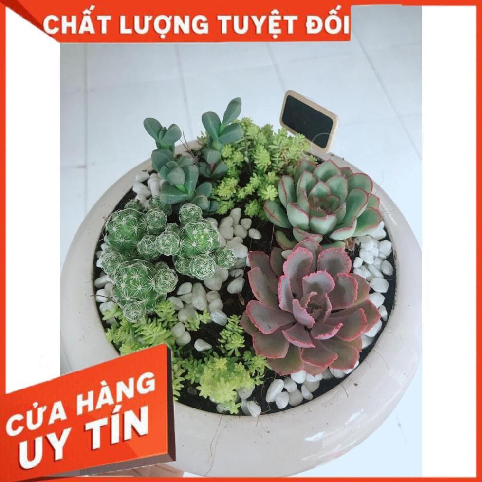 Chậu senđá mix Nhiều Người Mua