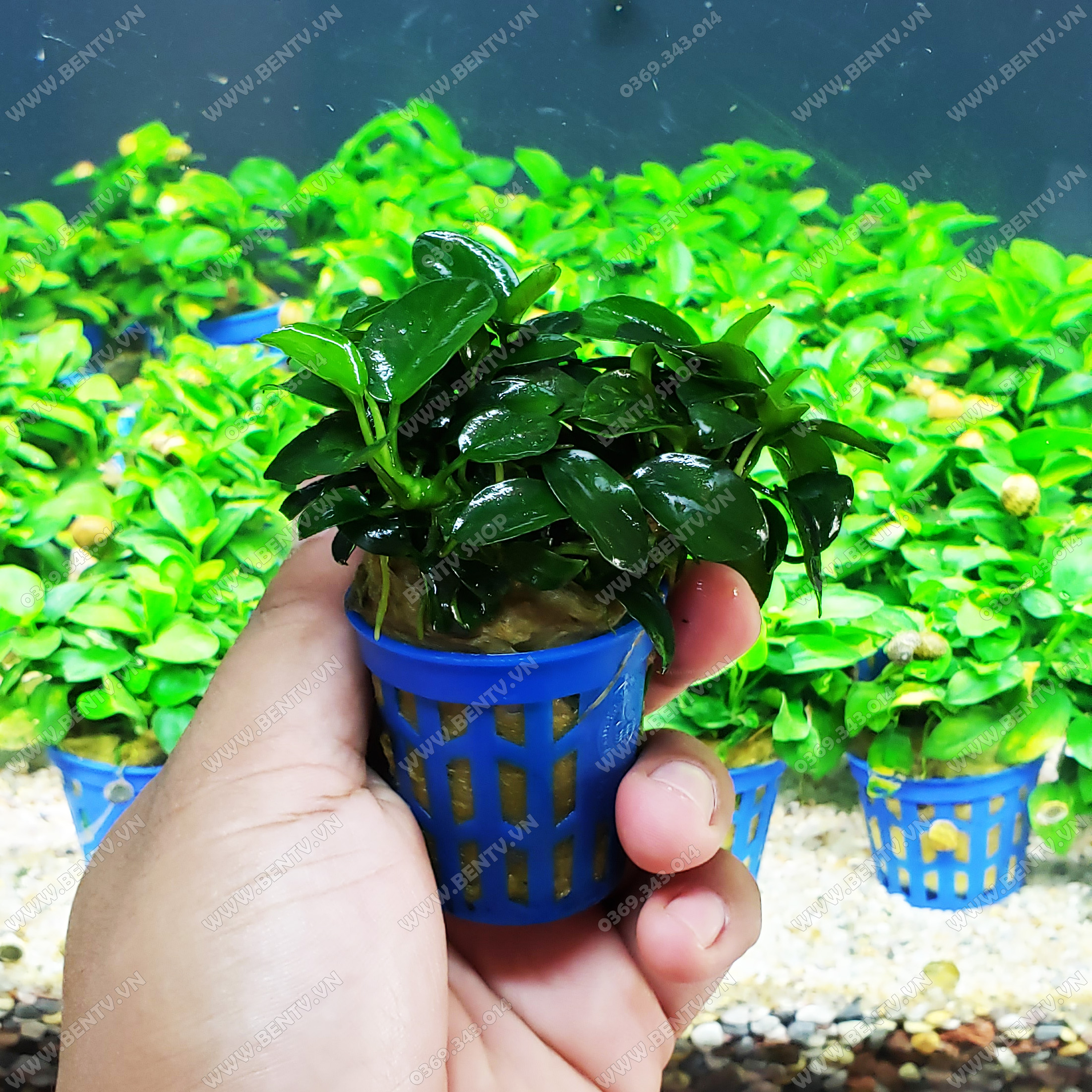 Ráy Nana Petite - Cây Thủy Sinh Đẹp Dễ Trồng