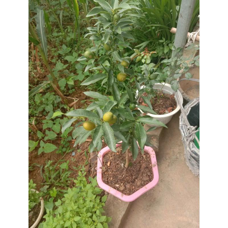 Cây Quất Ngọt