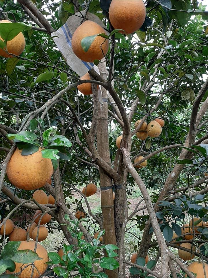 Cây Bưởi Đỏ Tân Lạc Giống ghép