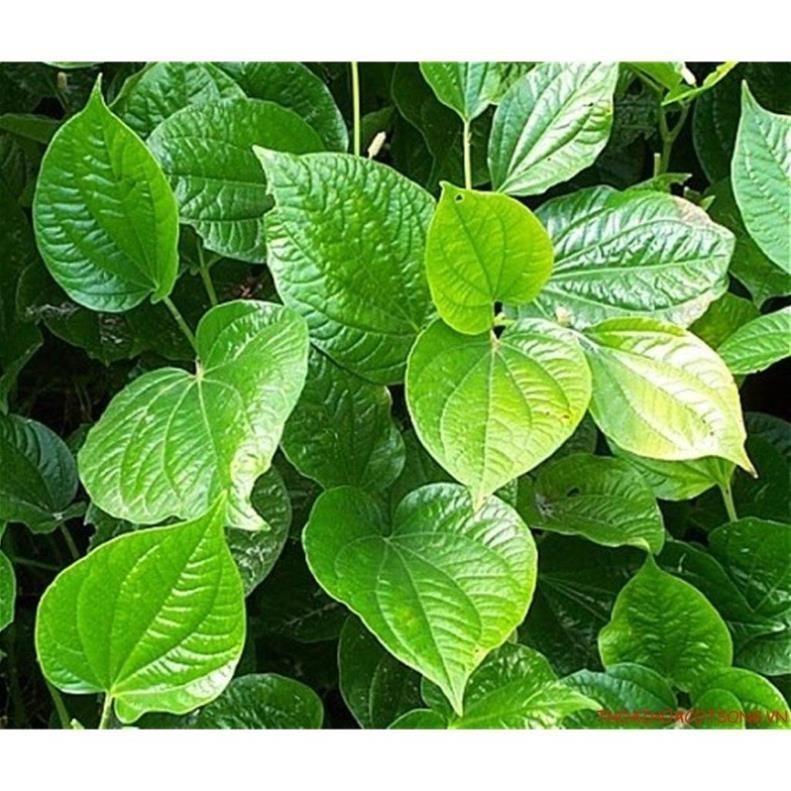 Cây lá lốt phơi khô túi 1kg