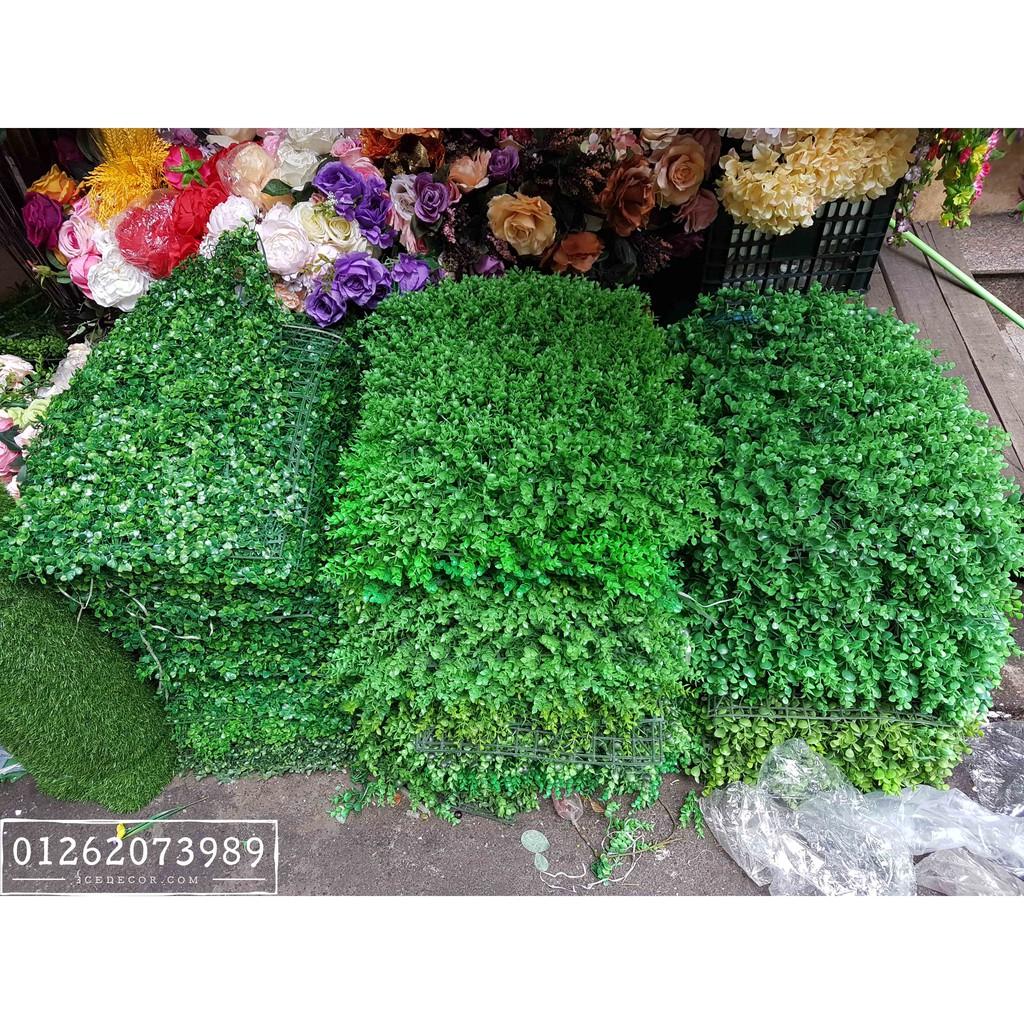 Cỏ nhựa treo tường - cỏ tai chuột