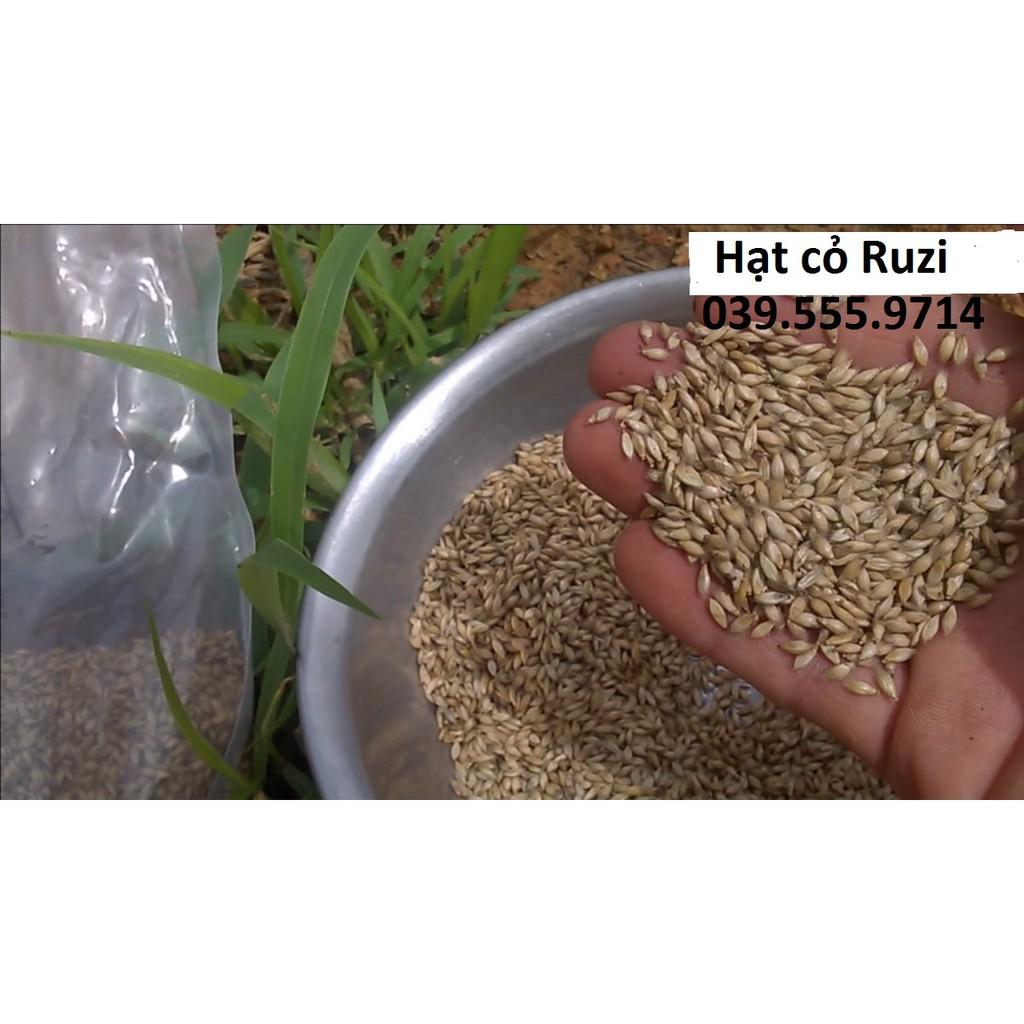 Hạt Cỏ Ruzi - Cỏ Chăn Nuôi Chịu Giẫm Đạp 200g