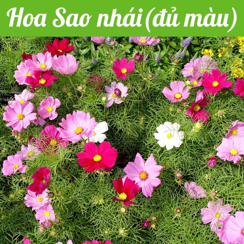 Hạt giống Hoa Sao Nhái mix màu  gói 0,3gr