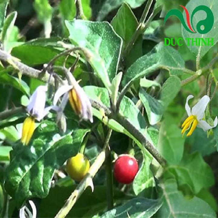 CÂY GIỐNG CÀ GAI LEO