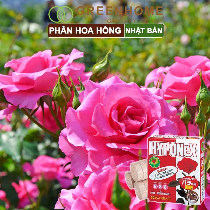 Phân bón hoa hồng Nhật, Hyponex 8.8.8, giúp thân to khoẻ, nhiều chồi, hoa to, lâu tàn |Greenhome