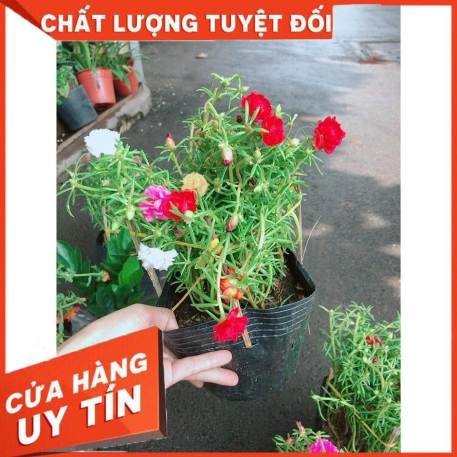 Hoa Mười Giờ Đẹp