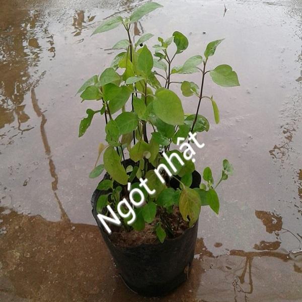 Cây rau bù ngót Nhật , rau ngót nhật - cây trong bầu, rễ mạnh