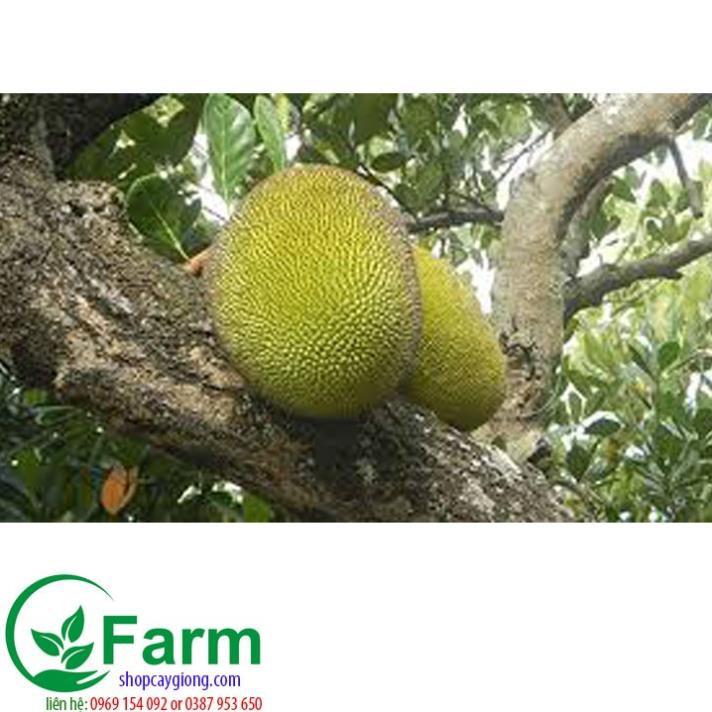 Cây mít nghệ tứ quý