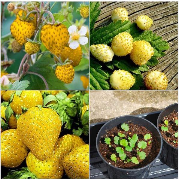 Hạt Giống Dâu Tây Vàng Chịu Nhiệt - 1 gói 100 hạt