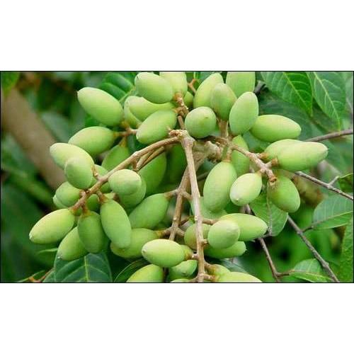 CÂY GIỐNG CÂY TRÁM XANH CAO SẢN, CAM KẾT GIỐNG CHUẨN F1