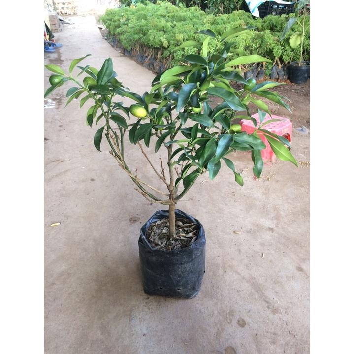 Cây Giống Tắc Thái trái dài
