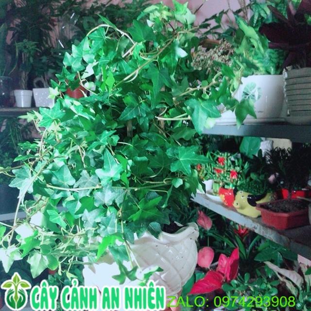 Chậu Cây Thường Xuân