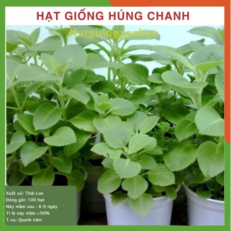 Gói 100 hạt giống húng chanh - Tỷ lệ này mầm cao
