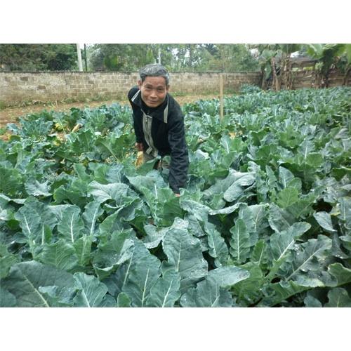 Hạt giống rau súp lơ, hoa lơ xanh F1 chất lượng tốt, năng suất cao - Gói 1g - Shop hoa cây cảnh Hà Nội