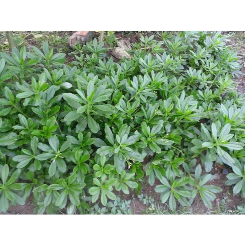 Cây giống sâm đất - cây giống to