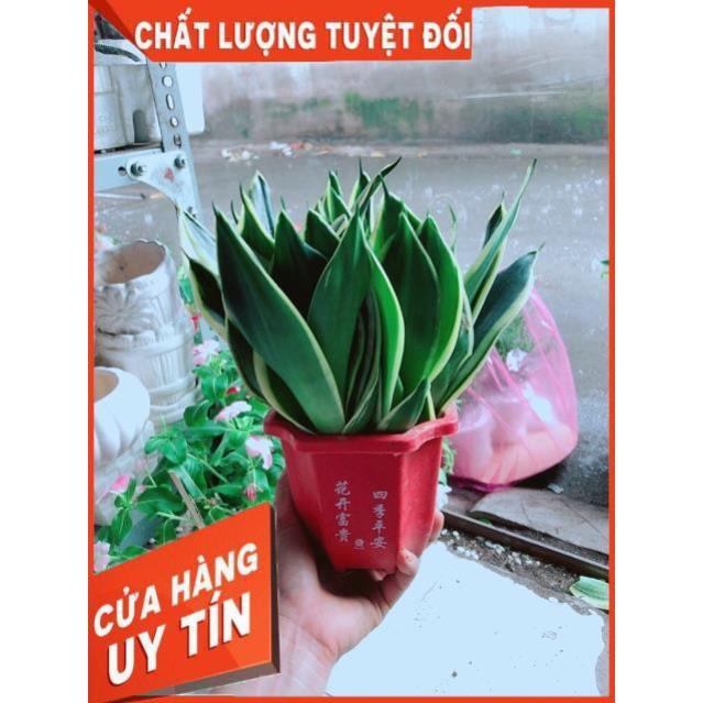 Chậu Lưỡi Hổ Thái Xanh