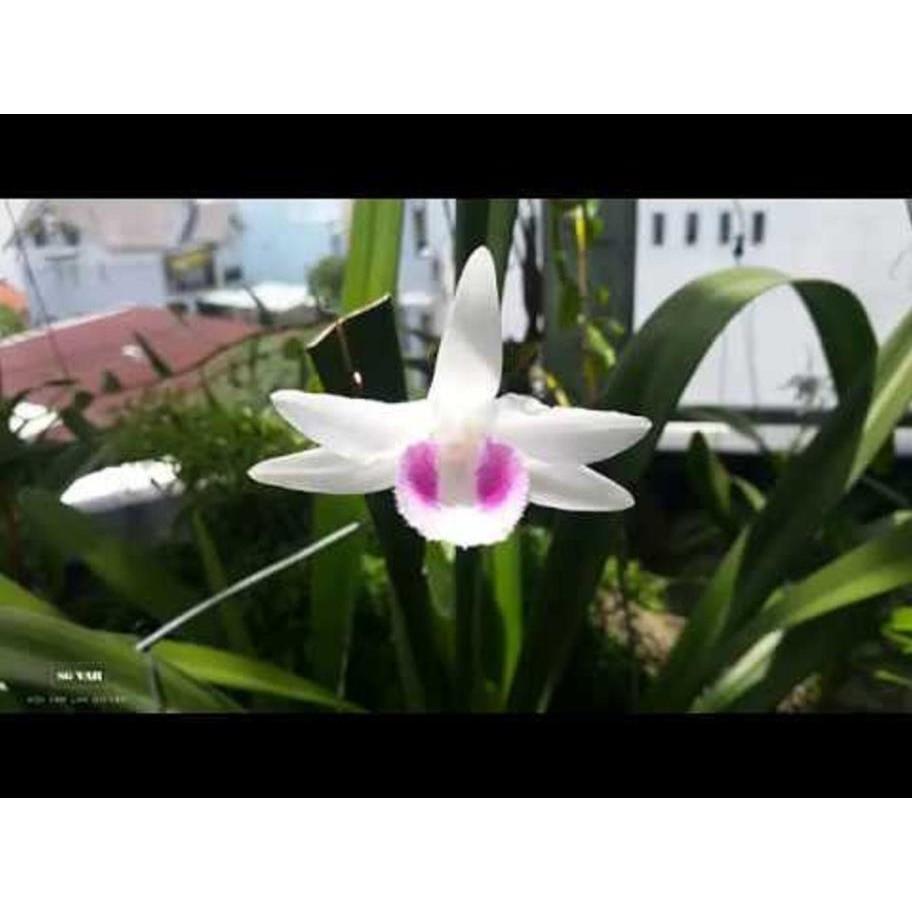 Cốc phi điệp 5 cánh trắng HO - hàng gieo hạt - hoa xổ số - hoa siêu đẹp giá rẻ