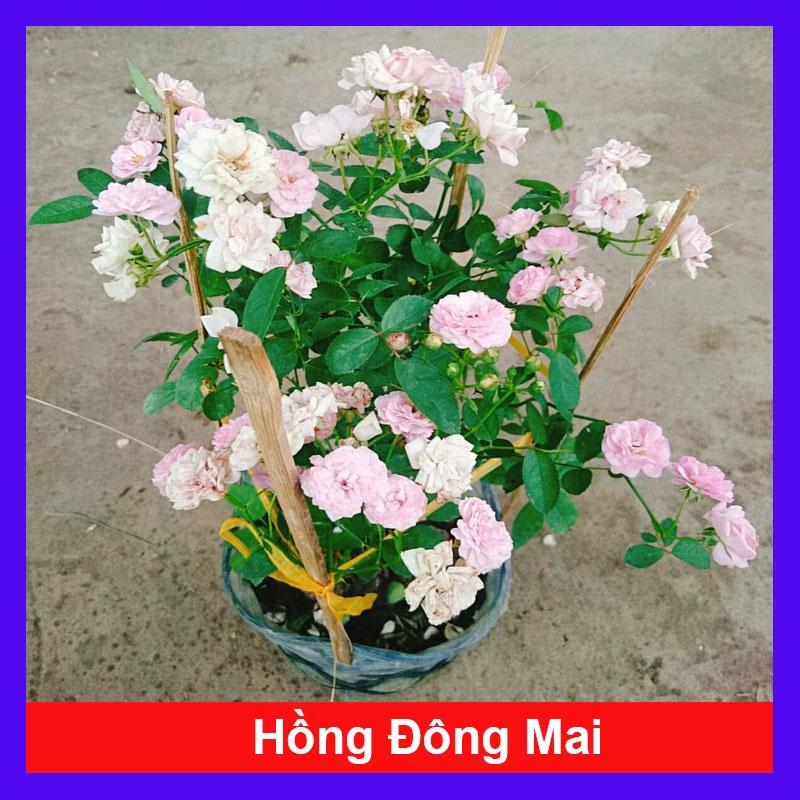 Cây Hồng Bạch Trà (giống mới) - Hồng Đông Mai