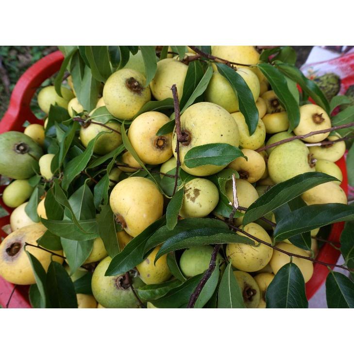 CÂY GIỐNG CÂY THỊ THƠM CÔ TẤM