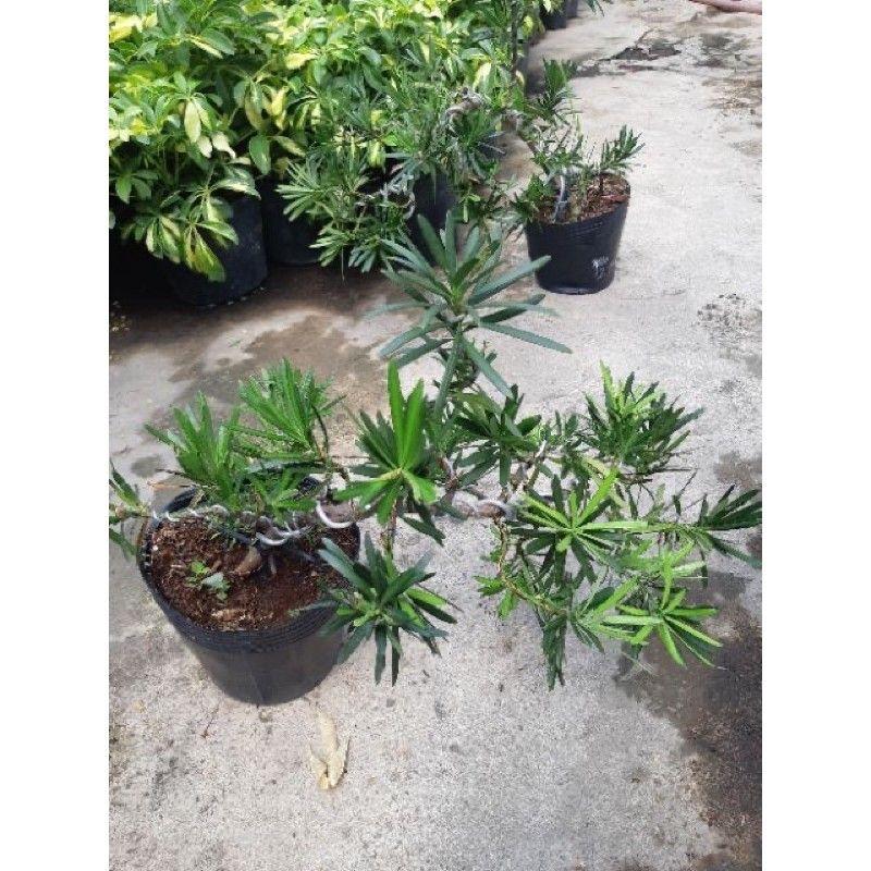 Tùng La Hán mini bonsai để bàn