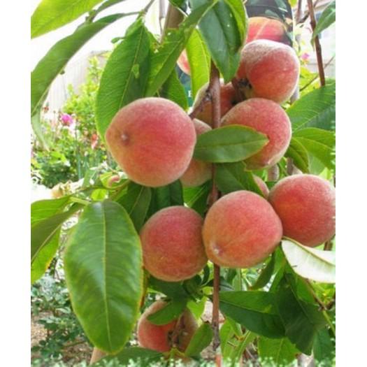 CÂY GIỐNG ĐÀO BÁT TIÊN