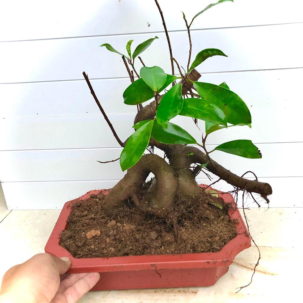 Cây si búp đỏ bonsai mini cao 30 cm