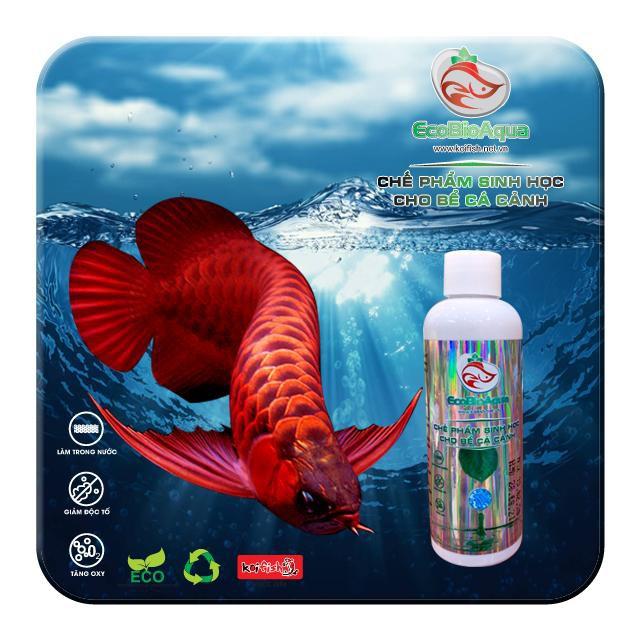 Tạo vi sinh cho hồ cá/bể cá - Koifish