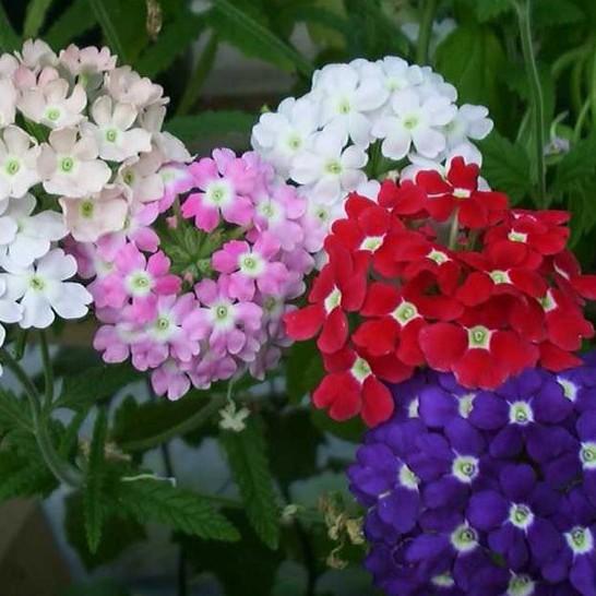 COMBO 8 loại hoa dễ trồng ra hoa đẹp
