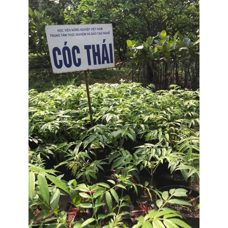 cây cóc thái lan