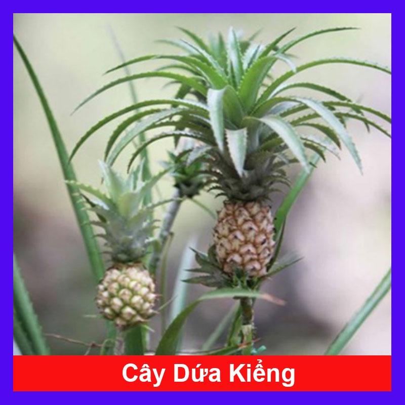 Cây dứa kiểng - cây thơm baby + tặng phân bón