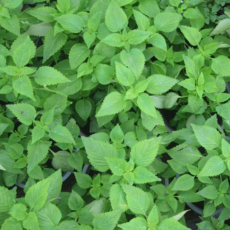 RAU KINH GIỚI- BẦU CÂY GIỐNG