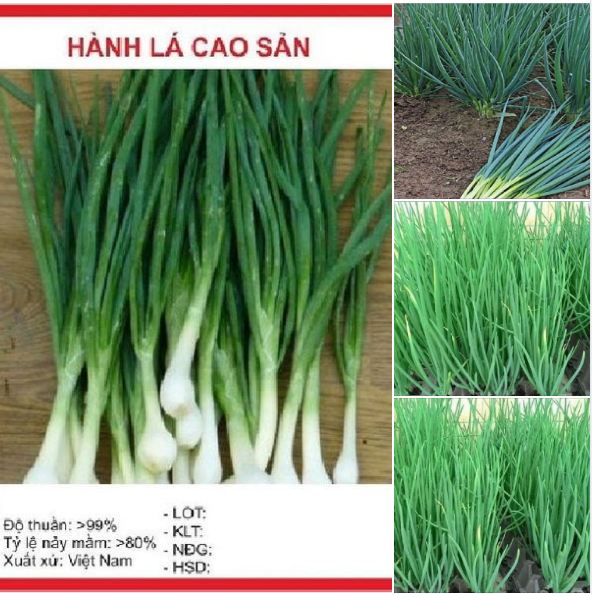 Bộ 2 gói Hạt giống Hành lá cao sản gốc trắng dể trồng -1 gói  2gram-tặng kèm gói phân bón lót