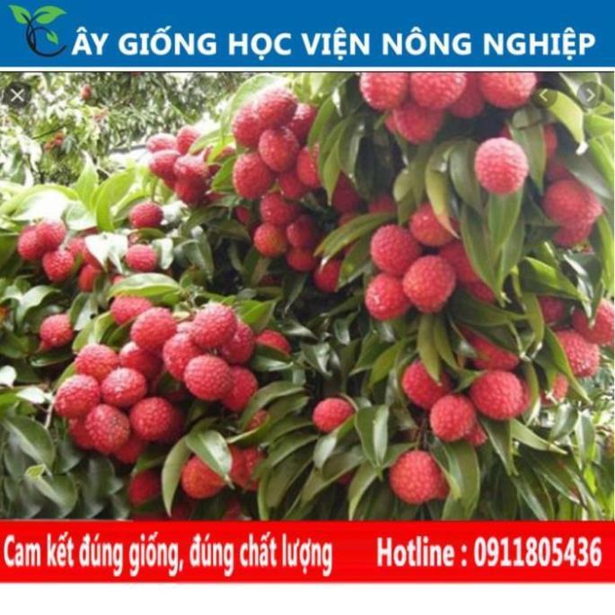 Sản phẩm Cây Ăn Trái cây giống vải u hồng năng xuất cao