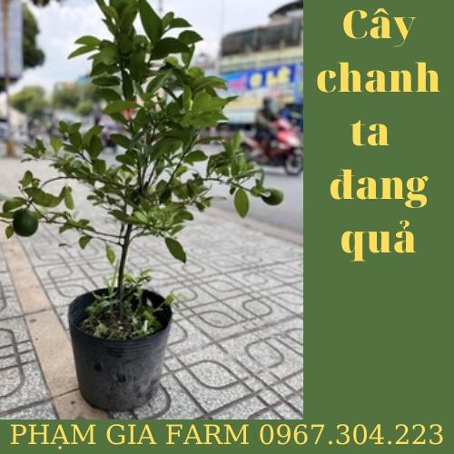 (em mới bán ạ) Cây chanh ta ăn cả lá và quả rất thơm cây cao  khoảng 70 cm nha khách