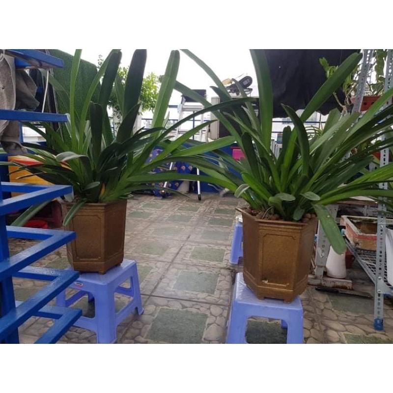 Lan kiếm rừng tây nguyên