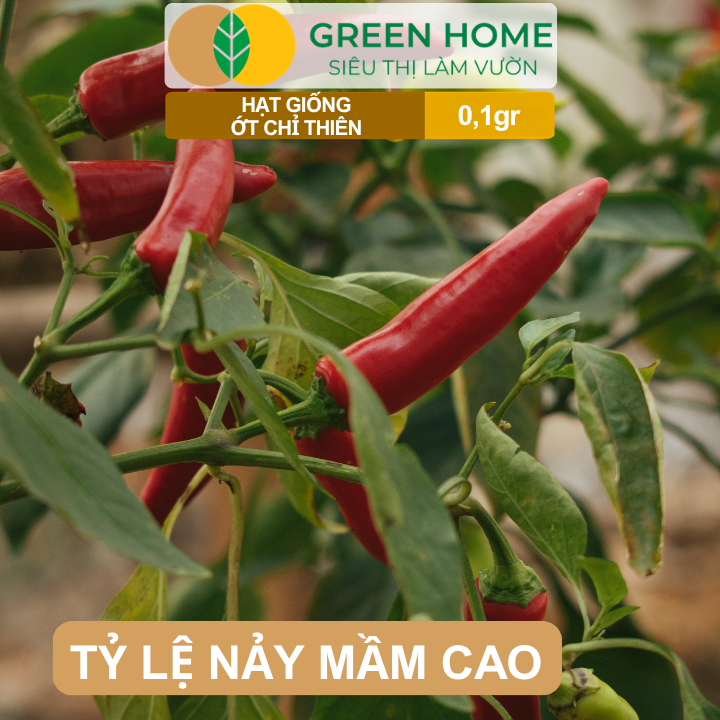 Hạt Giống Ớt Chỉ Thiên GreenHome, Gói 0,1g, Sai Trái, Dễ Trồng, Nảy Mầm Cao, Thu Hoạch G10