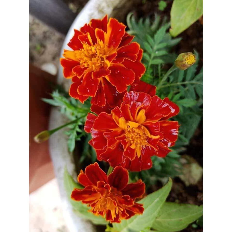 Cúc Vạn thọ Pháp