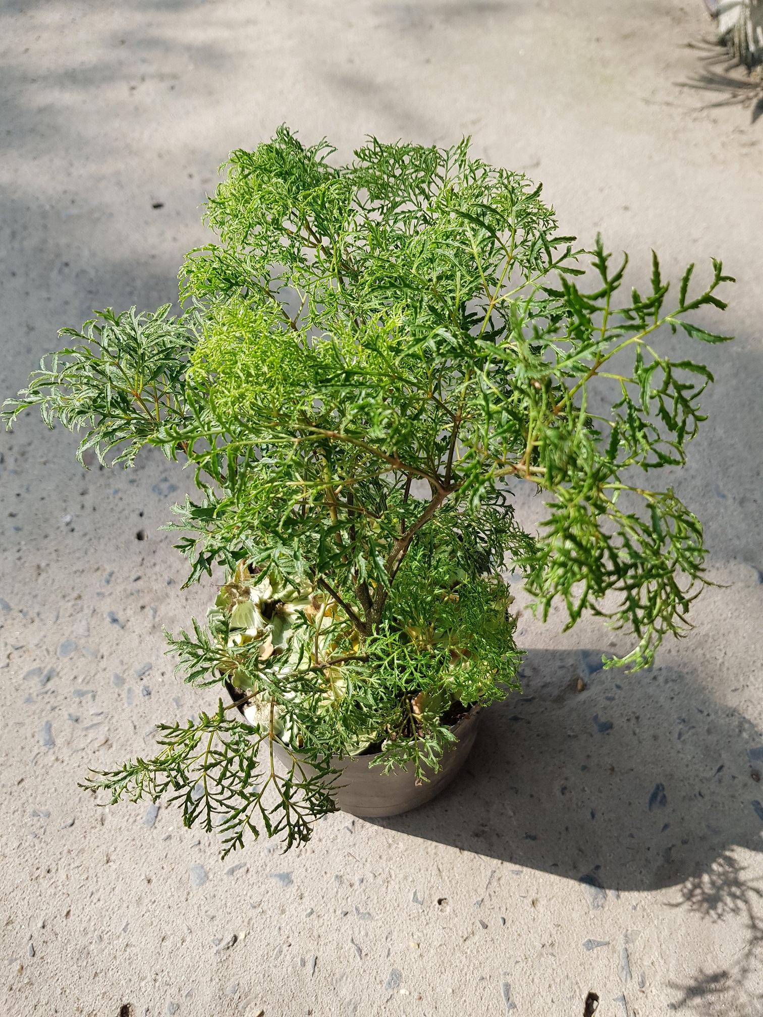 Đinh Lăng Lá Nhỏ Chậu Nhựa