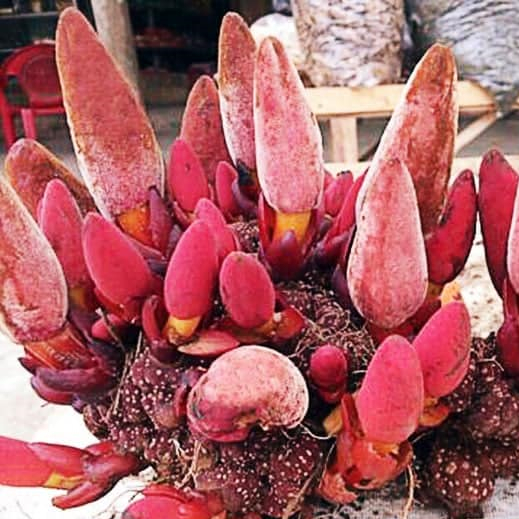 Viên Hà Thủ Ô Đỏ Mật Ong Rừng Phúc Khang 300g - Làm đen tóc ,giảm rụng tóc , kích thích mọc tóc .giúp ăn ngon , ngủ ngon , hũ thủy tinh cao cấp , vị ngọt , dễ uống - Hàng chính hãng