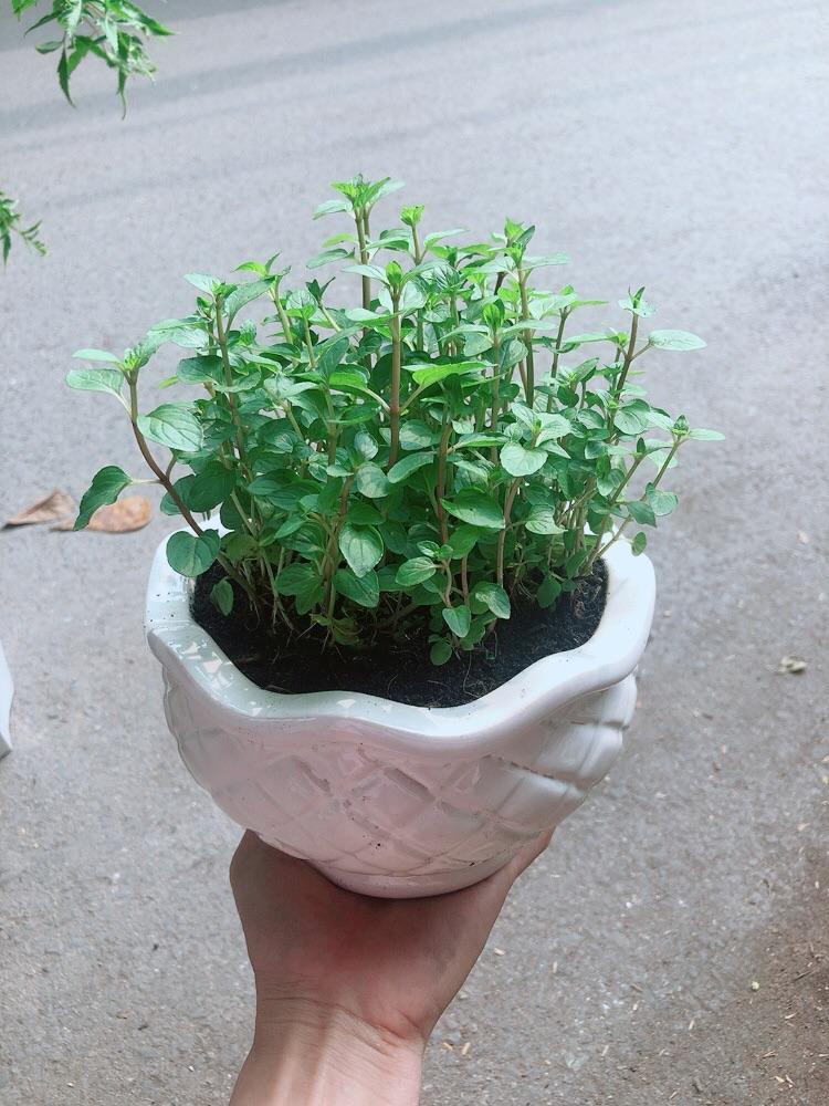 Chậu Cây Bạc Hà