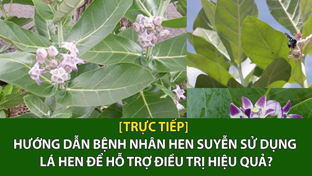Lá Hen KHô Tr.ị He.n Suyễ.n Tắc Phổ.i