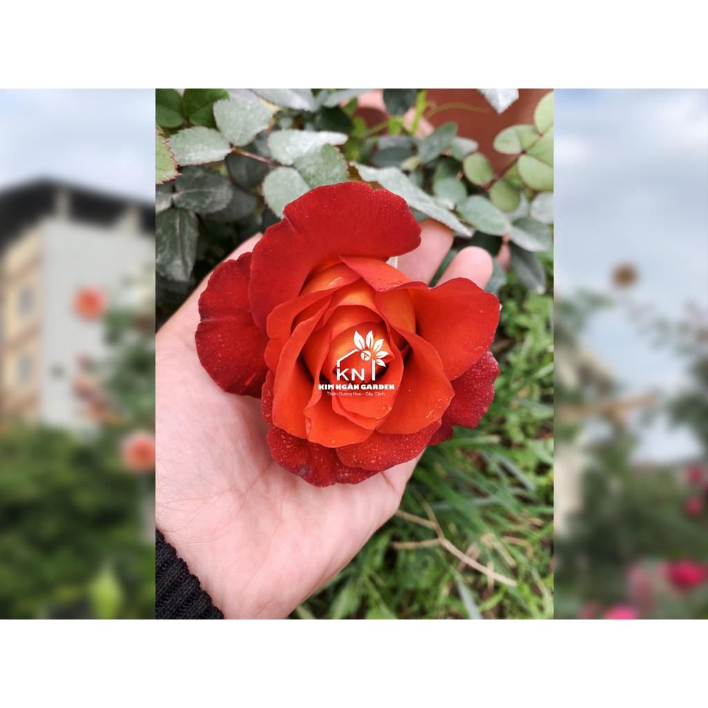 Hoa hồng Coffee break - cây hoa hồng đẹp nguyên bản
