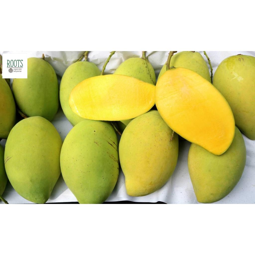 CÂY GIỐNG XOÀI TÀI LỘC