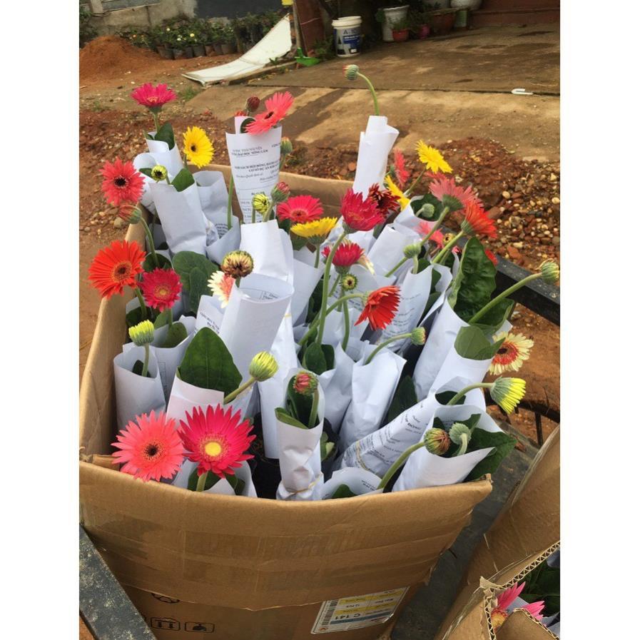 COMBO 2 CHẬU HOA ĐỒNG TIỀN HÀ LAN DÒNG CAO CÁNH KÉP, MÀU SIÊU ĐẸP